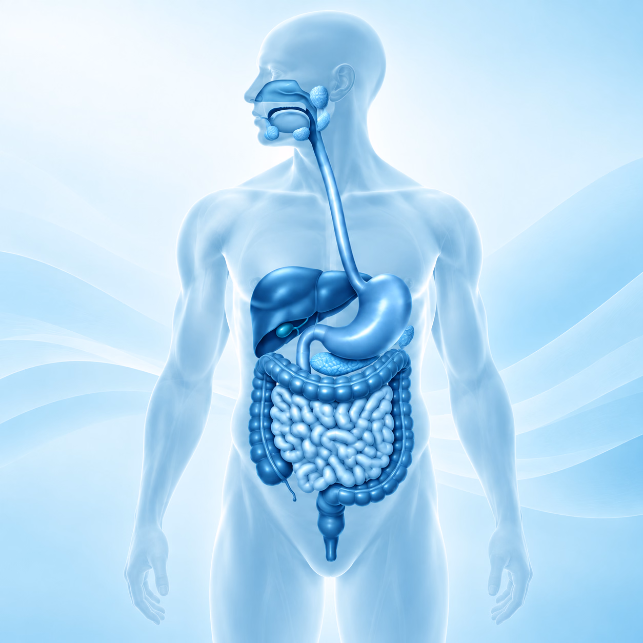 Dra. Lívia Braz | Gastroenterologista em Recife - Consulta e Exames Digestivos 7 Ilustração do sistema digestivo, área de atuação da Dra. Lívia Braz